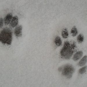 paw prints