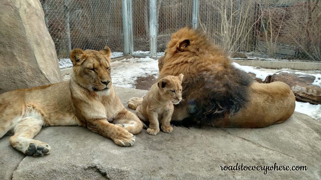 Lion Family at the Denver Zoo