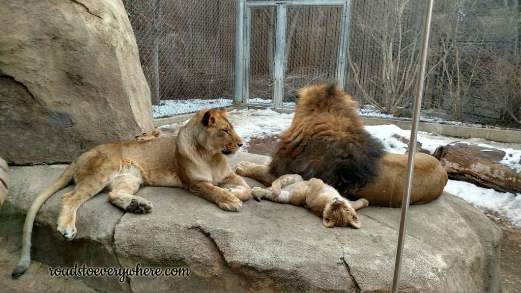 Lion family at the Denver Zoo.