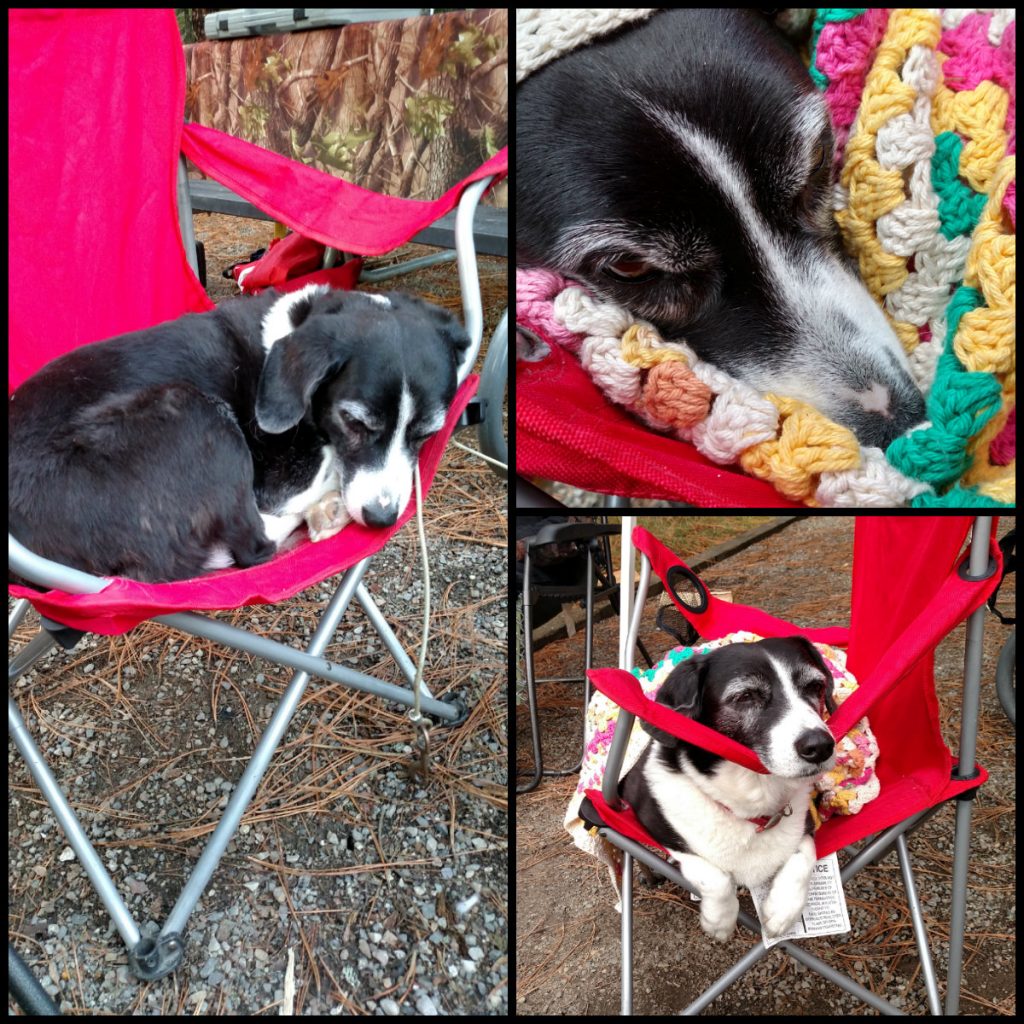our dog likes to go camping