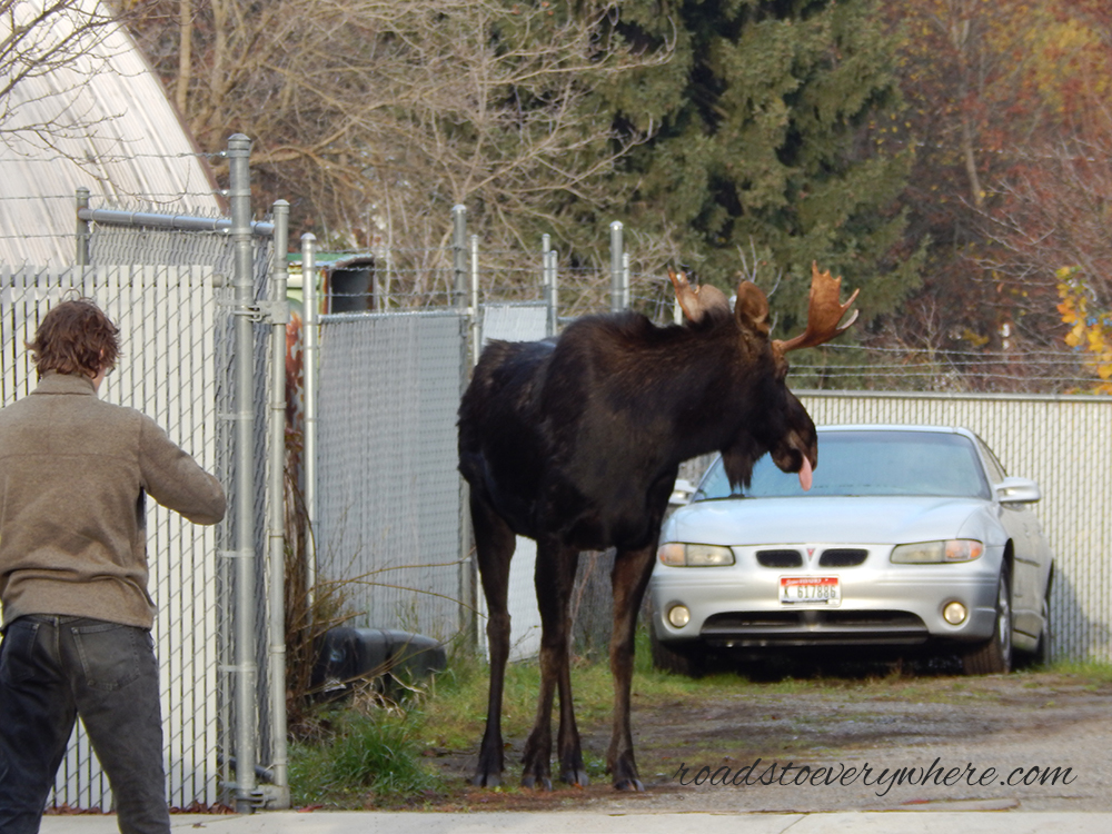 Moose in Rathdrum, Idaho