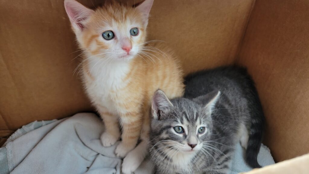 Orange kitten and gray kitten in a box.