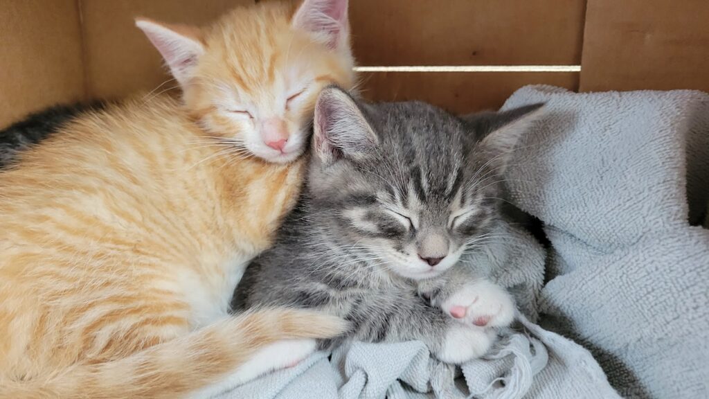 Orange kitten and gray kitten sleeping in a box.