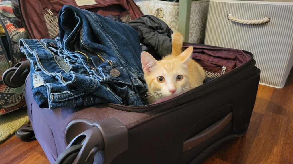 Yellow cat in an open suitcase.